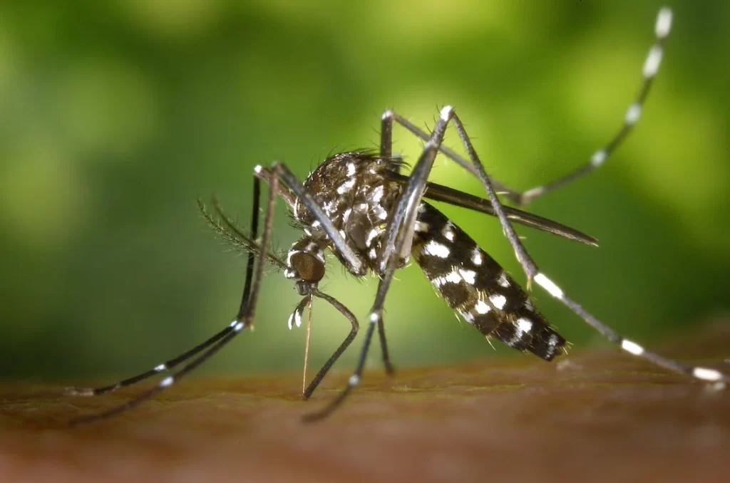 Dengue, Zika e chikungunya