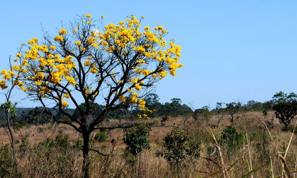 Cerrado (Crédito: Toninho Tavares/Agência Brasília)