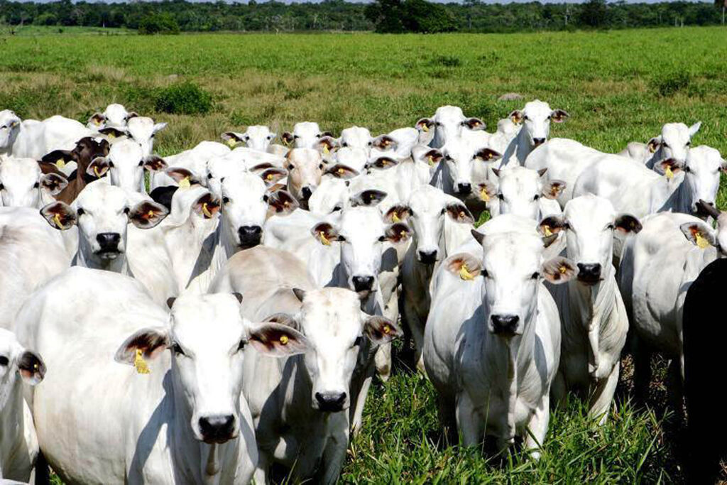 global whitness gado frigoríficos desmatamento cerrado