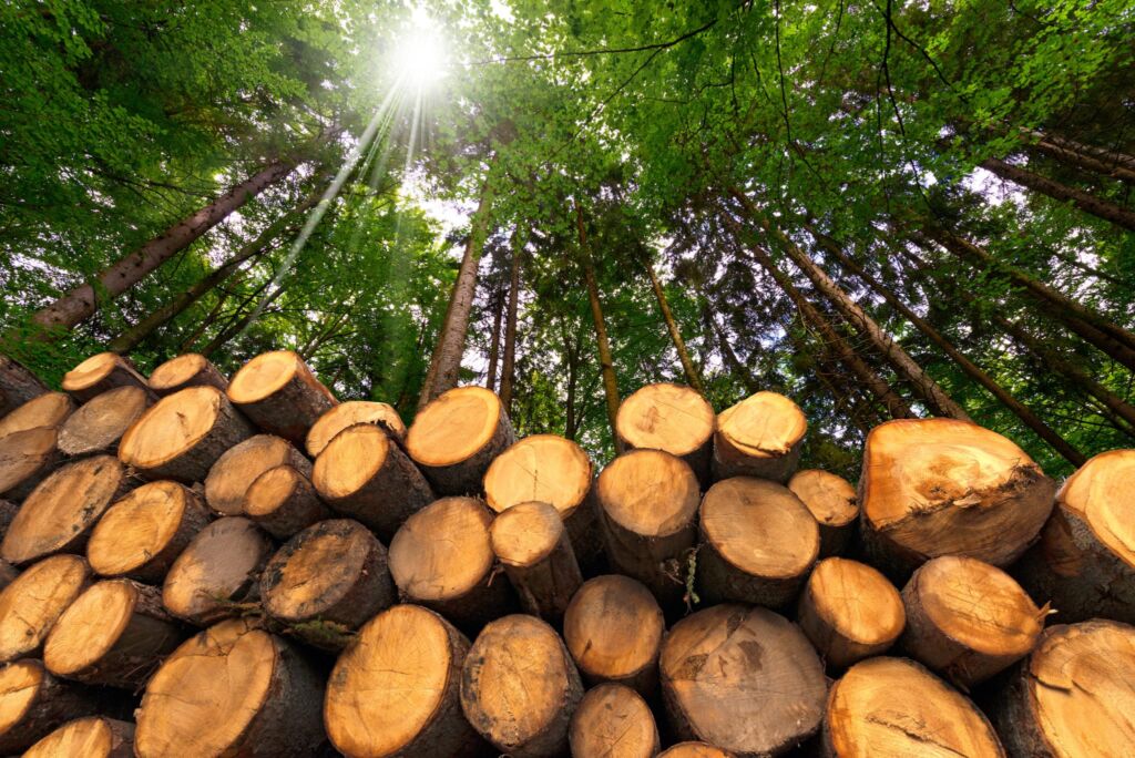 eucalipto silvicultura florestas artificiais