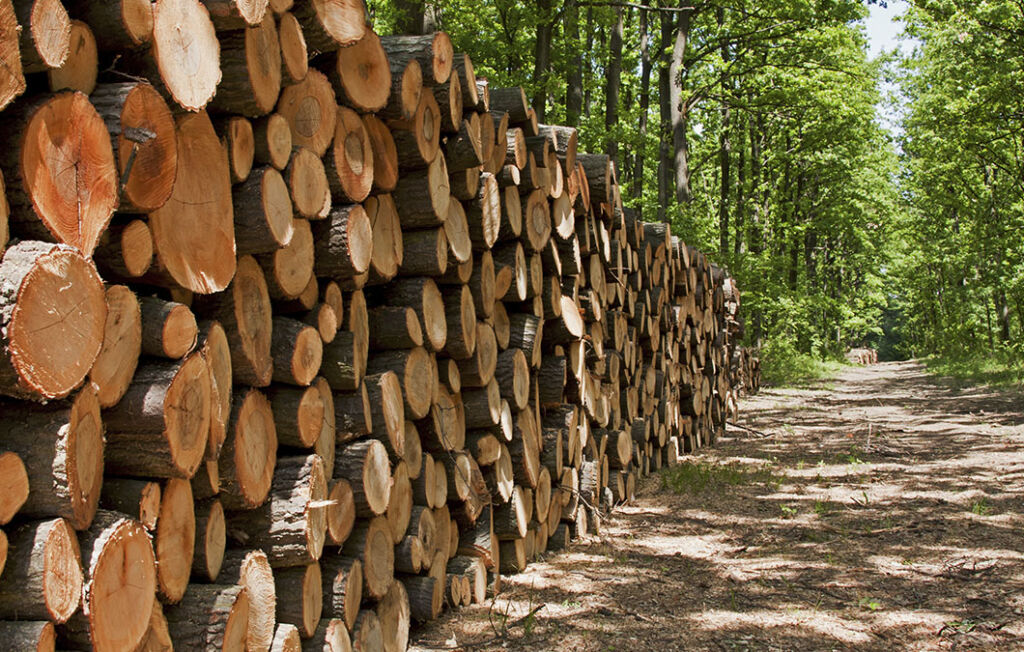 eucalipto e pinus silvicultura sancionada