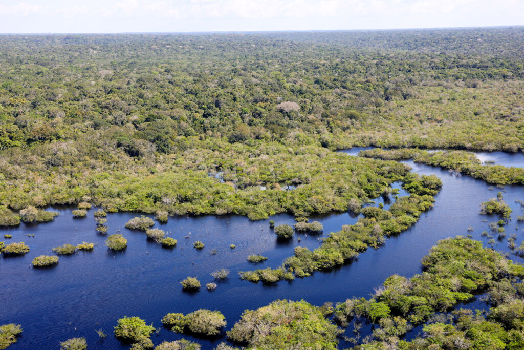 fundo amazônia imagem floresta