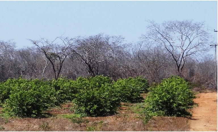 Caatinga (Foto: Helder Araújo/Reprodução)